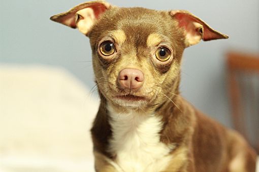 Romeoville, IL - Chihuahua. Meet Emma a Pet for Adoption - AdoptaPet.com