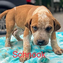 Photo of Schnook