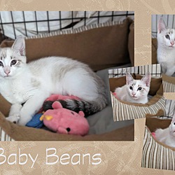 Thumbnail photo of Baby Beans #3