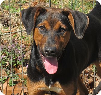 black and tan cur