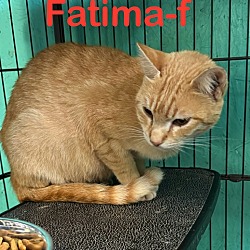 Photo of Fatima 24