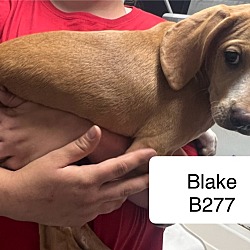 Thumbnail photo of Blake B277 #2