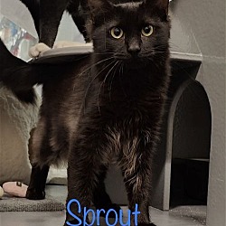 Photo of Sprout