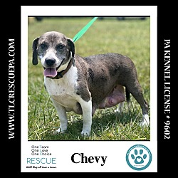 Thumbnail photo of Chevy (Mom to Blazer) 090724 #4