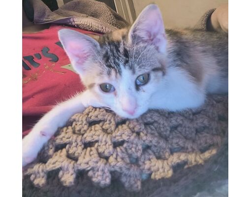 Williamsport, PA Domestic Shorthair. Meet Marble a Pet for Adoption