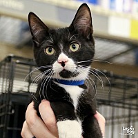 adopt a pet