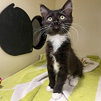 adopt a pet