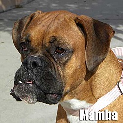 Thumbnail photo of Mamba #1