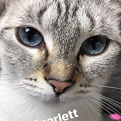 Photo of Scarlett 