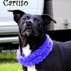 Thumbnail photo of Caruso~adopted! #4