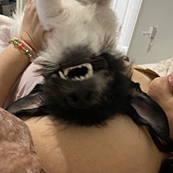 Photo of milo