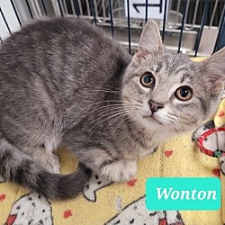 Photo of Wonton