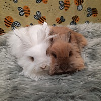 adopt-pet