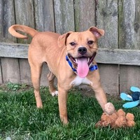 adopt a pet