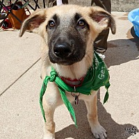 adopt a pet
