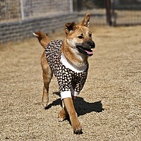 adopt-pet