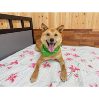 adopt-pet