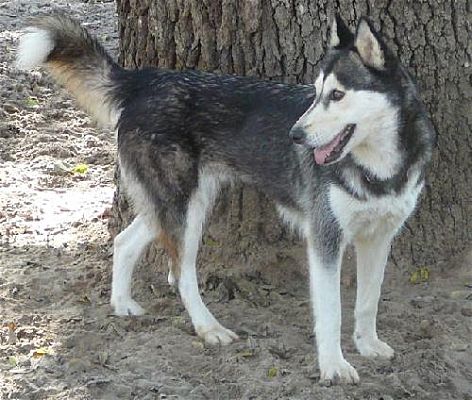 San Antonio Tx Siberian Husky Meet Brandy A Pet For Adoption