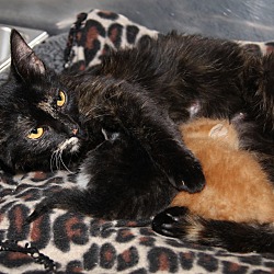 Thumbnail photo of Tessa & Kittens (Update) #4