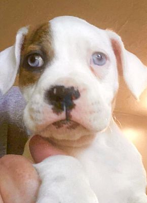 South Park, PA - Catahoula Leopard Dog/Corgi. Meet Dolly Madison a Pet ...