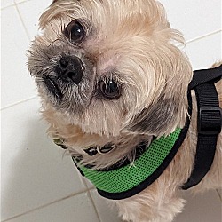 Photo of Teddy