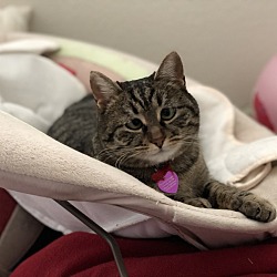 Photo of Prancy