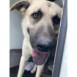 Photo of Dog