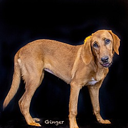 Photo of Ginger2