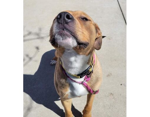 Sacramento, CA - American Pit Bull Terrier. Meet *MR. KRABBS a Pet for ...