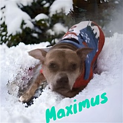Thumbnail photo of Maximus #3