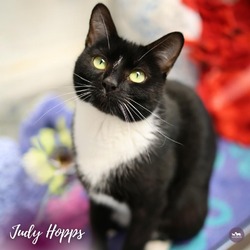 Thumbnail photo of Judy Hopps #1