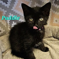Photo of Puddle