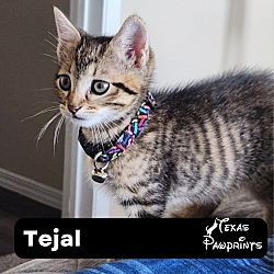 Photo of Tejal