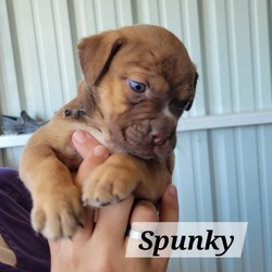 Thumbnail photo of Spunky JuM #2