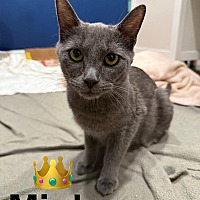 adopt a pet