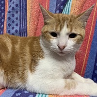 adopt-pet