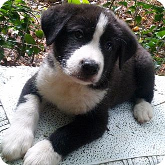 collie lab puppies for sale