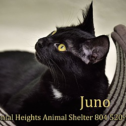 Thumbnail photo of Juno #3