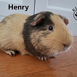 Thumbnail photo of Henry #4