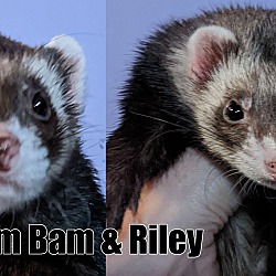Photo of Bam Bam & Riley