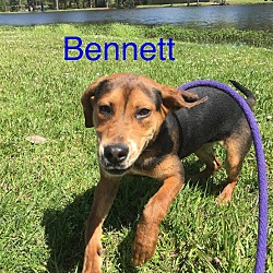 Photo of Bennett (6501 w jones)