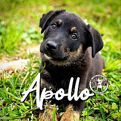 Thumbnail photo of Apollo Bethea #1