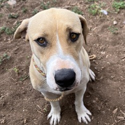 Photo of Honey - gorgeous girl, LOVES people and treats!