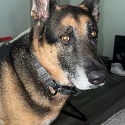 Thumbnail photo of Koda - courtesy post #4