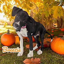 Thumbnail photo of Breezie #3