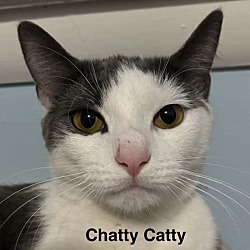 Thumbnail photo of Chatty Catty #2