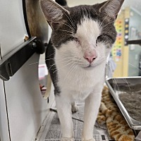 adopt a pet