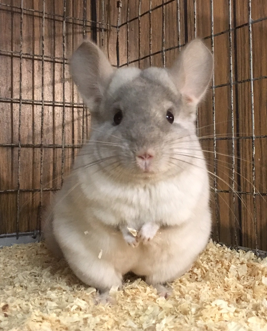 Teach Besides Me: Pet Stores That Sell Chinchillas