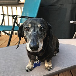 Thumbnail photo of Lucky the Doxie #1