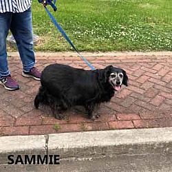 Thumbnail photo of Sammie #3
